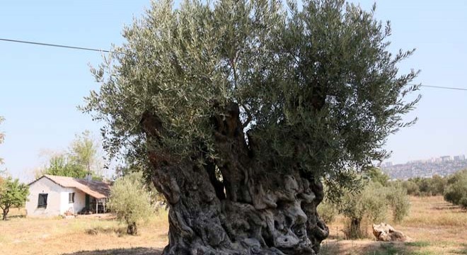 Antalya'da 2 anıt zeytin ağacından 70 kilo mahsul bekleniyor