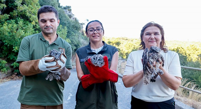 Antalya'da 3 alaca baykuş doğal yaşam alanına bırakıldı