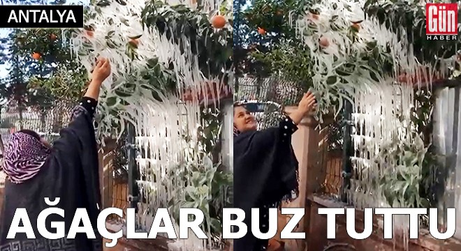 Antalya'da ağaçlar buz tuttu