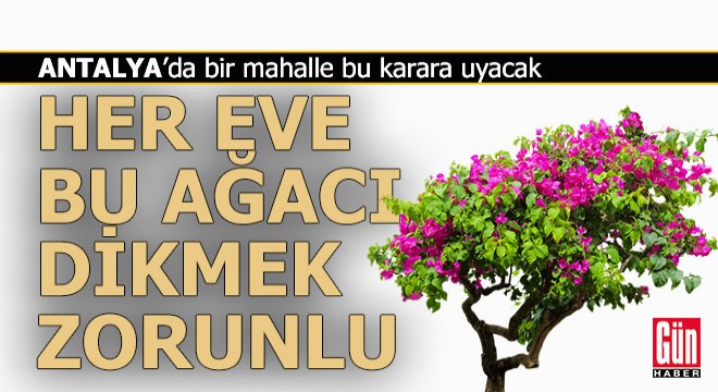 Antalya'da bir belediye, her eve bu ağacı dikme zorunluğu getirdi
