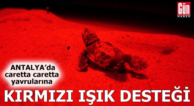 Antalya'da caretta caretta yavrularına kırmızı ışık desteği