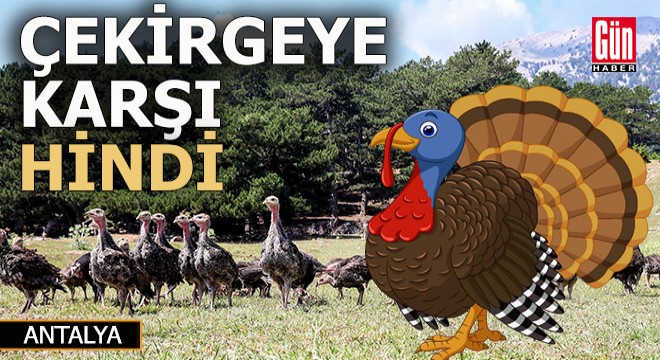 Antalya'da çekirge istilasına karşı hindi ordusu kuruldu