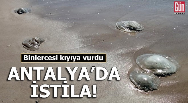 Antalya'da denizanası istilası
