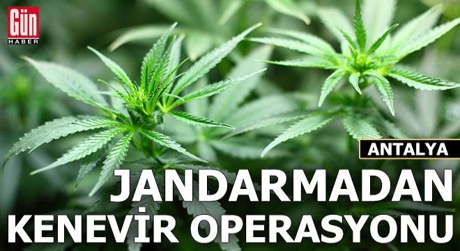 Antalya'da jandarmadan kenevir operasyonu