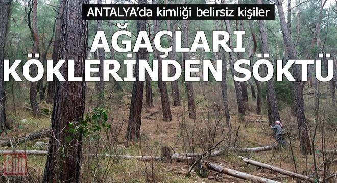 Antalya'da kimliği belirsiz kişiler, ağaçları köklerinden söktü