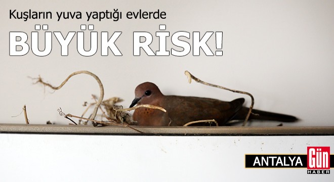 Antalya'da kuşların yuva yaptığı evlerde büyük risk!