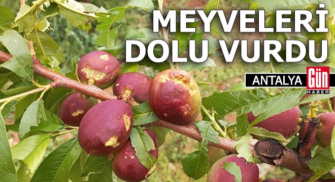 Antalya'da meyveleri dolu vurdu