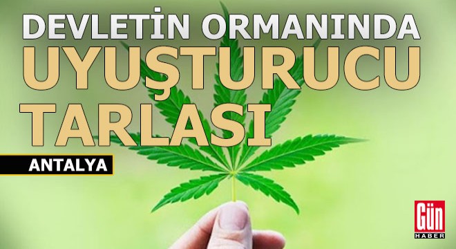 Antalya'da ormanda uyuşturucu tarlası