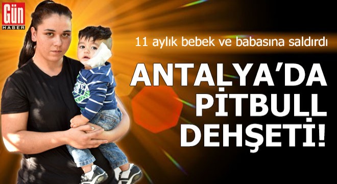 Antalya'da pitbull dehşeti!