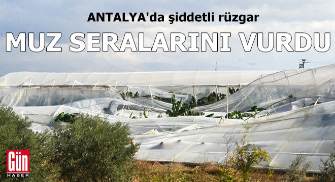 Antalya'da şiddetli rüzgar, muz seralarını vurdu