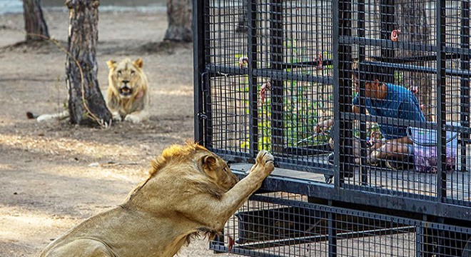 Antalya'da telli kamyonetle aslan safarisine tepki