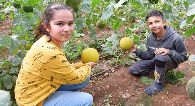 Antalya'da turfanda kavunun kilosu 15 lira