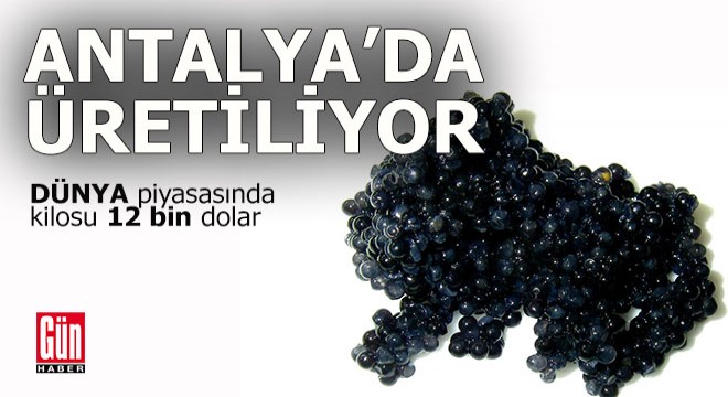 Antalya'da üretiliyor, dünya piyasalarında kilosu 12 bin dolara satılıyor