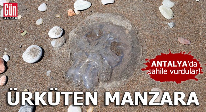 Antalya'da ürküten manzara!