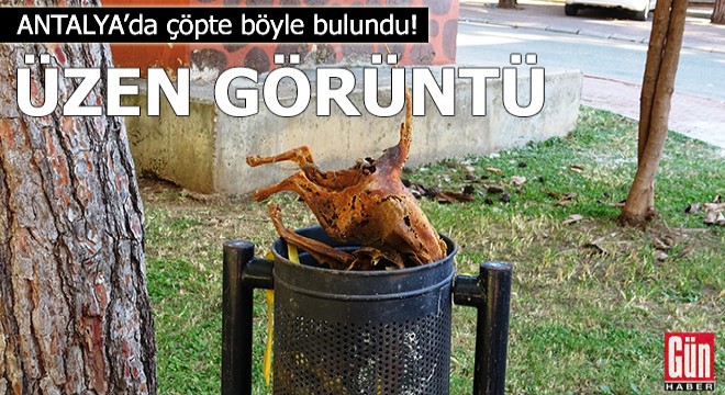 Antalya'da üzen görüntü!
