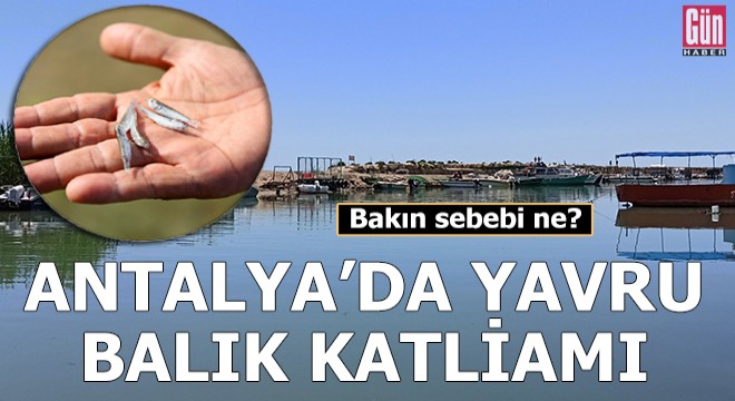Antalya'da yavru balık katliamı