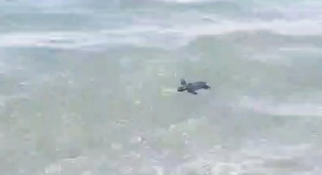 Antalya'da yavru carettalar denizle buluşturuldu