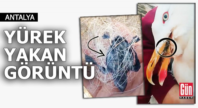Antalya'da yürek sızlatan görüntü