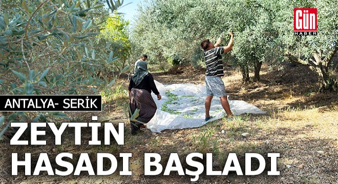 Antalya'da zeytin hasadı başladı