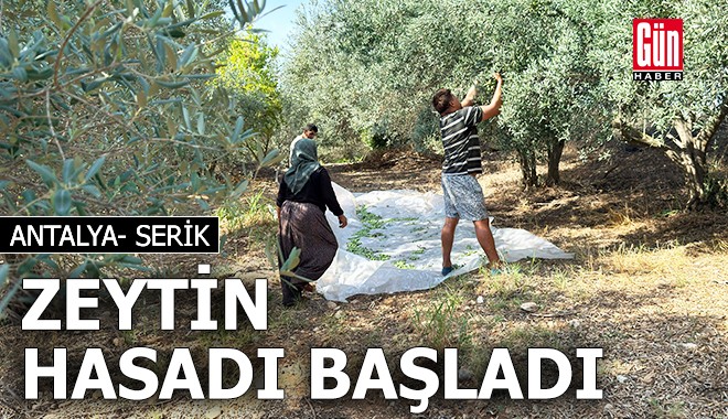 Antalya'da zeytin hasadı başladı