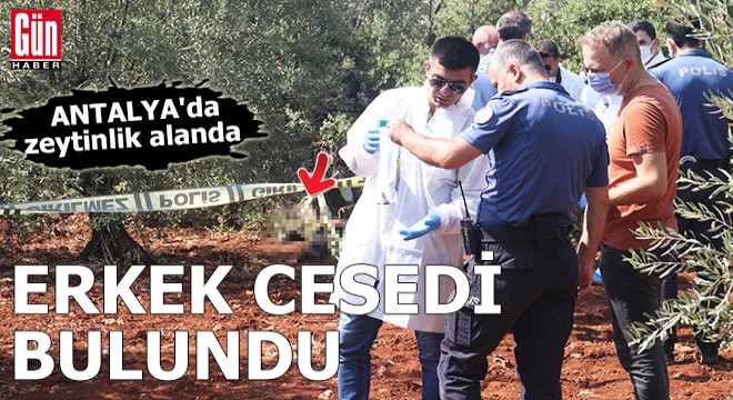 Antalya'da zeytinlik alanda erkek cesedi bulundu