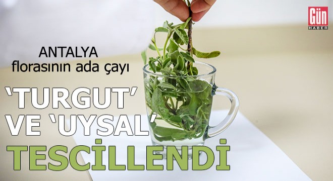 Antalya florasının ada çayı 'Turgut' ve 'Uysal' tescillendi
