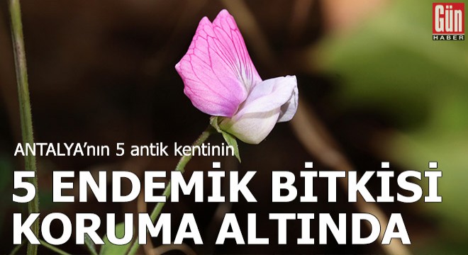 Antalya'nın 5 antik kentinin 5 endemik bitkisi koruma altında