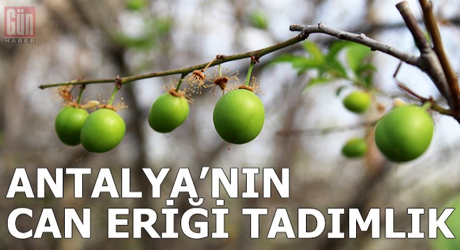 Antalya'nın can eriği tadımlık