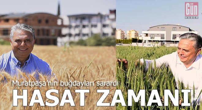 Antalya'nın kalbinde sapsarı buğday tarlası