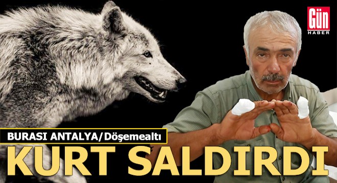 Antalya'nın merkez ilçelerinden Döşemealtı'nda kurt saldırısı