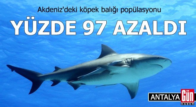 Antalya Akdeniz deki köpek balığı popülasyonu yüzde 97 azaldı