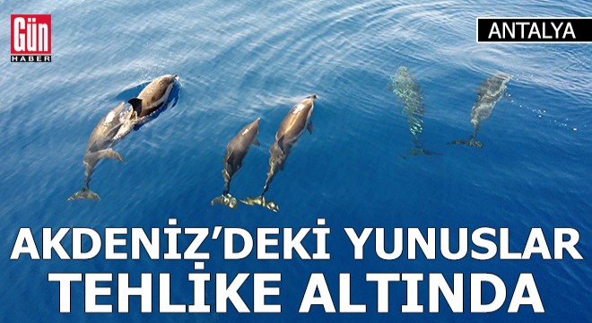 Antalya Akdeniz deki yunuslar tehlike altında