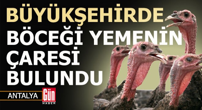 Antalya Büyükşehir halkı canından bezdiren böceği yemenin çaresini buldu