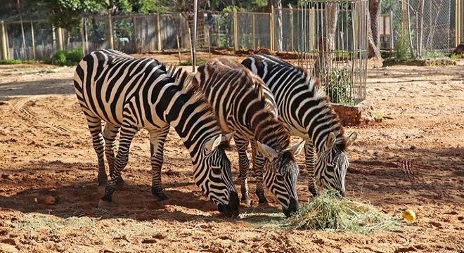 Antalya Hayvanat Bahçesi kapılarını ziyarete açıyor