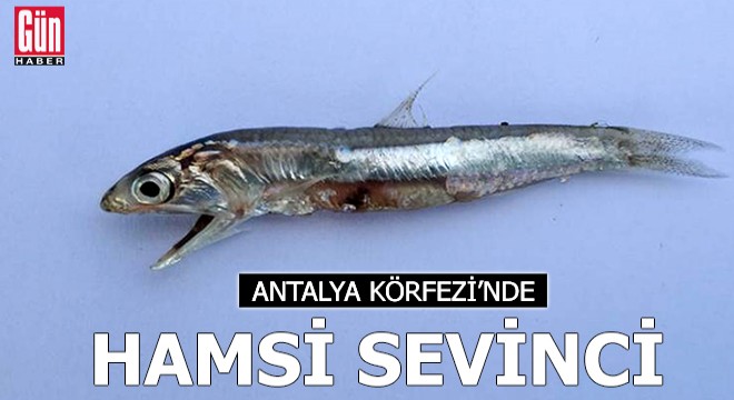 Antalya Körfezi nde hamsi sevinci