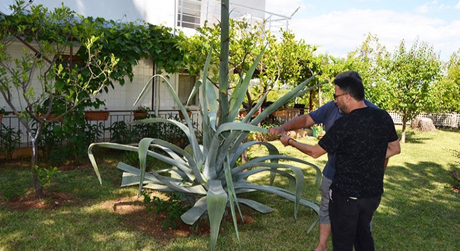 Antalya Serik te Agave ağacı bulundu