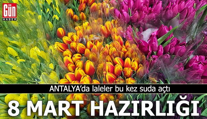 Antalya'da 8 Mart hazırlığı: Laleler bu kez suda açtı