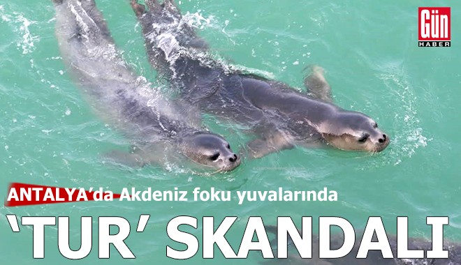Antalya'da Akdeniz foku yuvalarında ‘tur’ skandalı