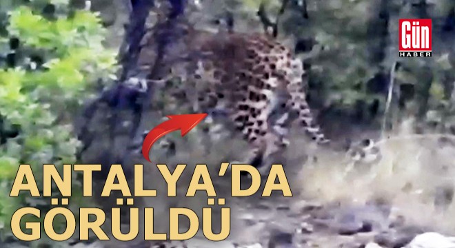 Antalya da Anadolu parsı görüntülendi