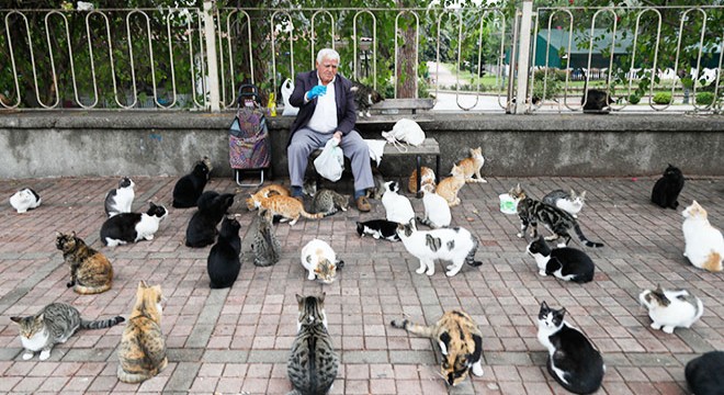 Antalya da  Kedilerin babası , 700 kediye mama taşıyor