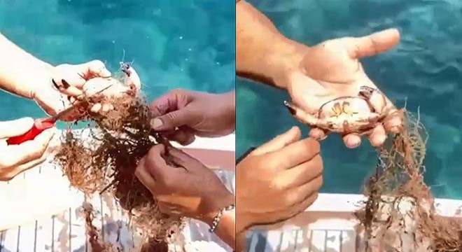 Antalya da ağa takılan yengeçleri kurtardılar