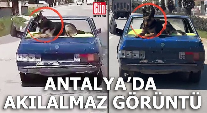 Antalya da akılalmaz görüntü! Üzerinde köpekle kilometrelerce yol gitti