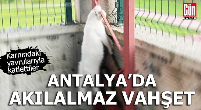 Antalya da akılalmaz vahşet!