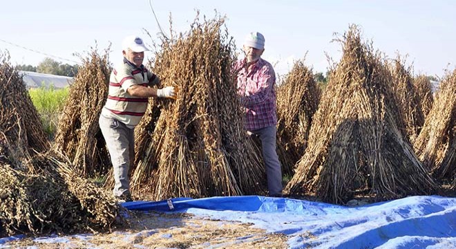 Antalya da  altın susam  için kalite ve verimlilik çalışması