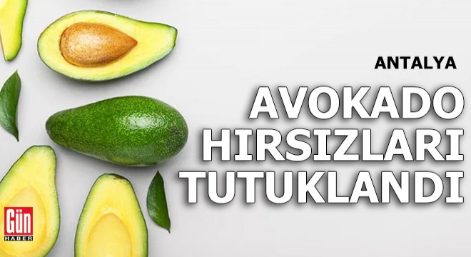 Antalya da avokado hırsızları tutuklandı