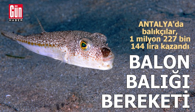 Antalya'da balon balığı bereketi