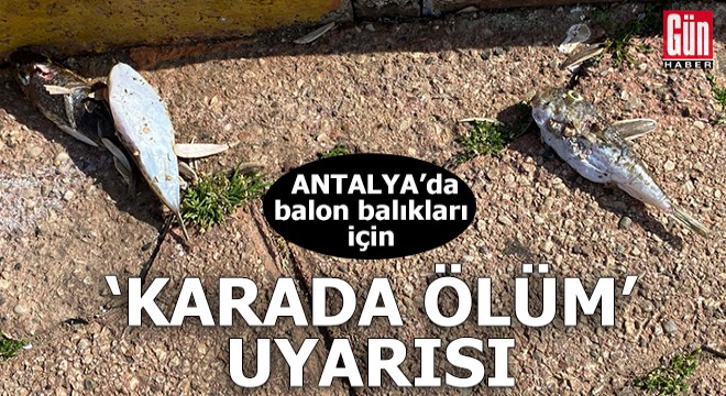 Antalya da balon balıkları için  karada ölüm  uyarısı