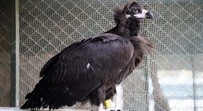 Antalya da bitkin bulunan kara akbaba doğaya salındı