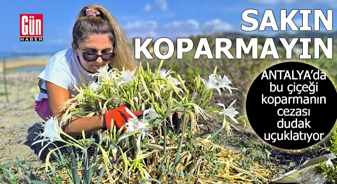 Antalya da bu çiçeği sakın koparmayın! Cezası dudak uçuklatıyor