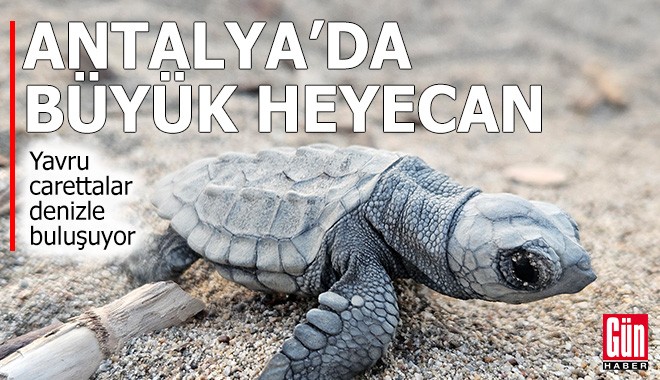 Antalya'da büyük heyecan